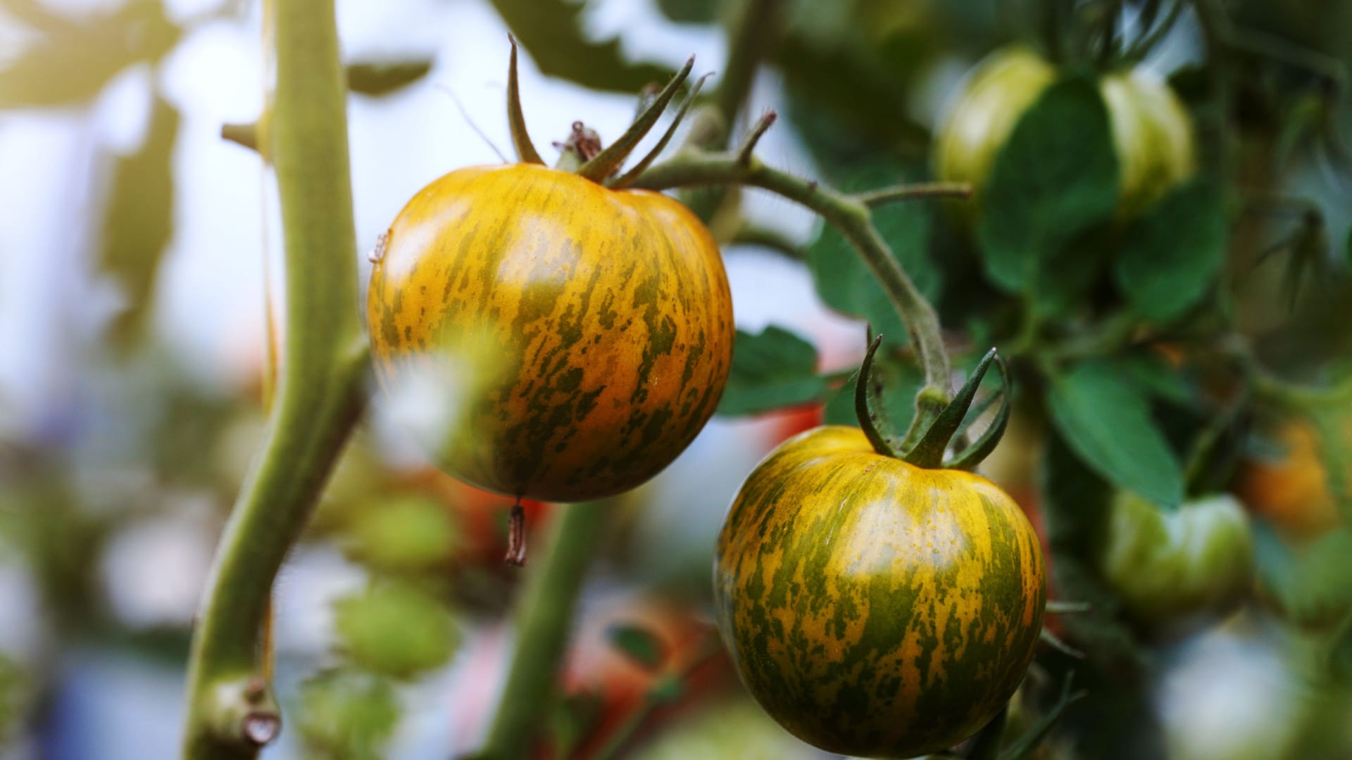 Siberischer Malachit: Die unreife Frucht ist grün gestreift.