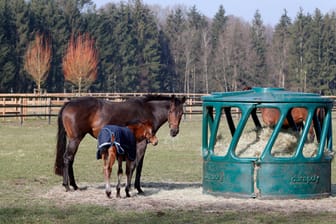 Pferde in Gefahr: In Schleswig-Holstein wird nach einem Tierquäler gefahndet.