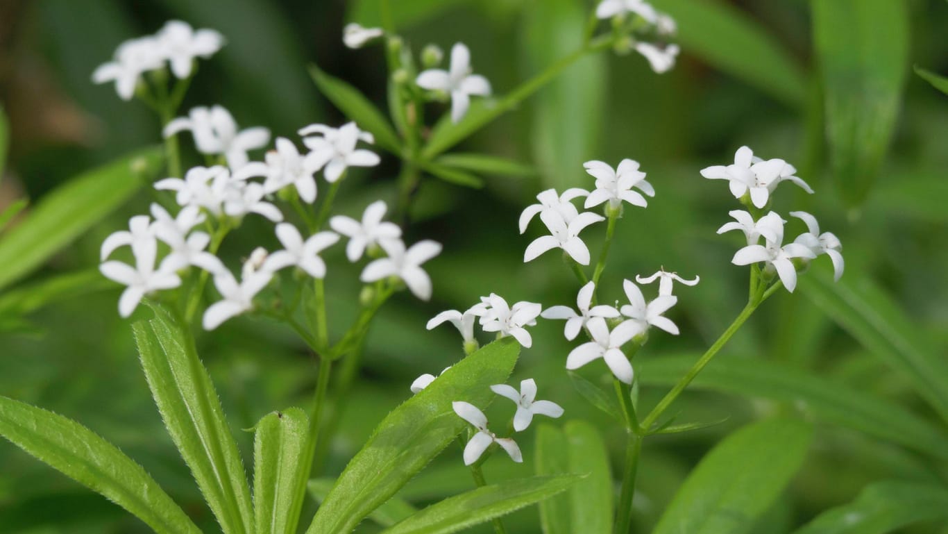 Weiße Blüte vom Waldmeister (Galium odoratum): Die Geschmacksrichtung ist beliebt und giftig zugleich.