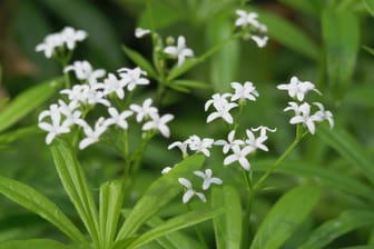 Weiße Blüte vom Waldmeister (Galium odoratum): Die Geschmacksrichtung ist beliebt und giftig zugleich.