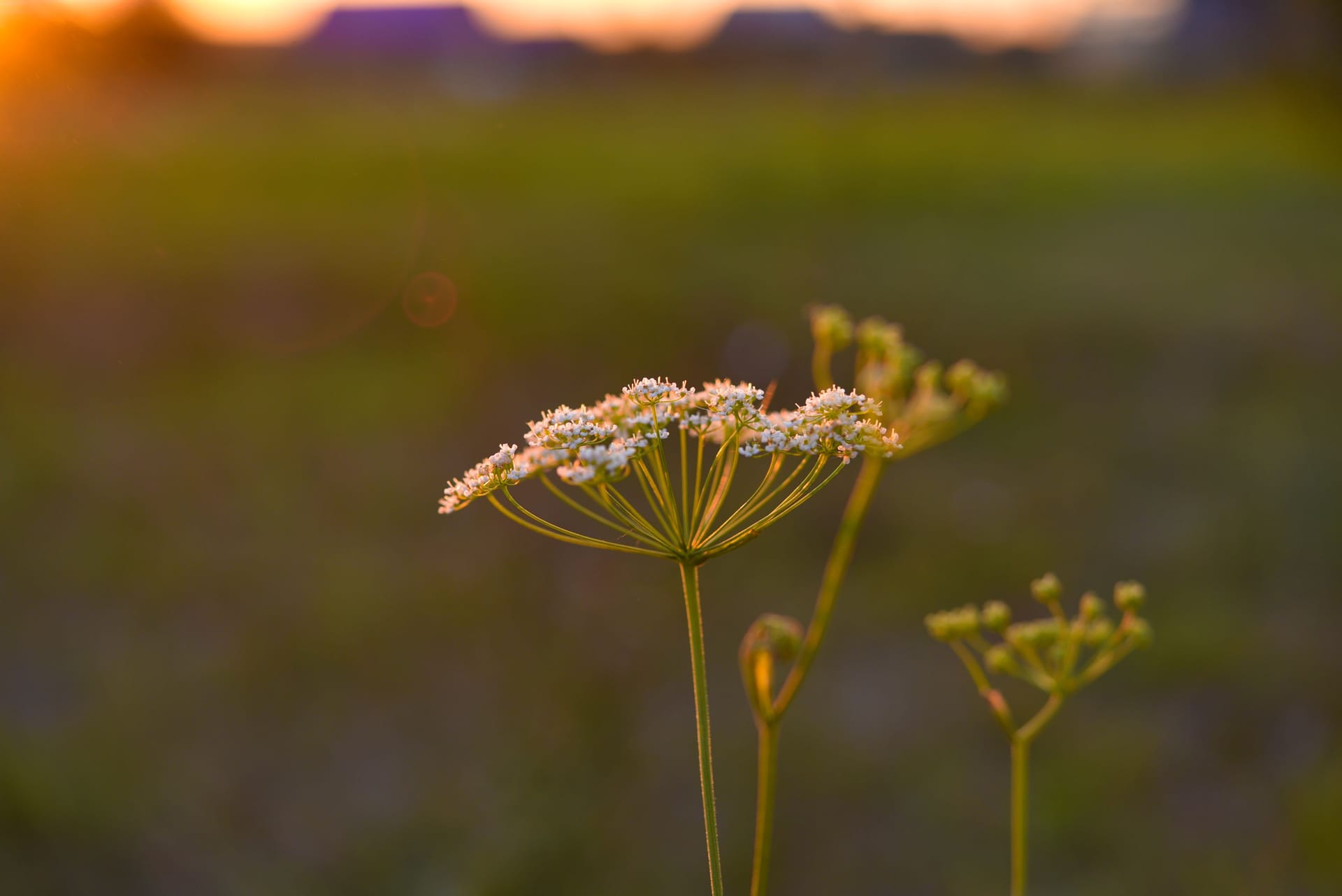 Der Riesenbärenklau (Heracleum mantegazzianum) kann schwere allergische Reaktionen auslösen.