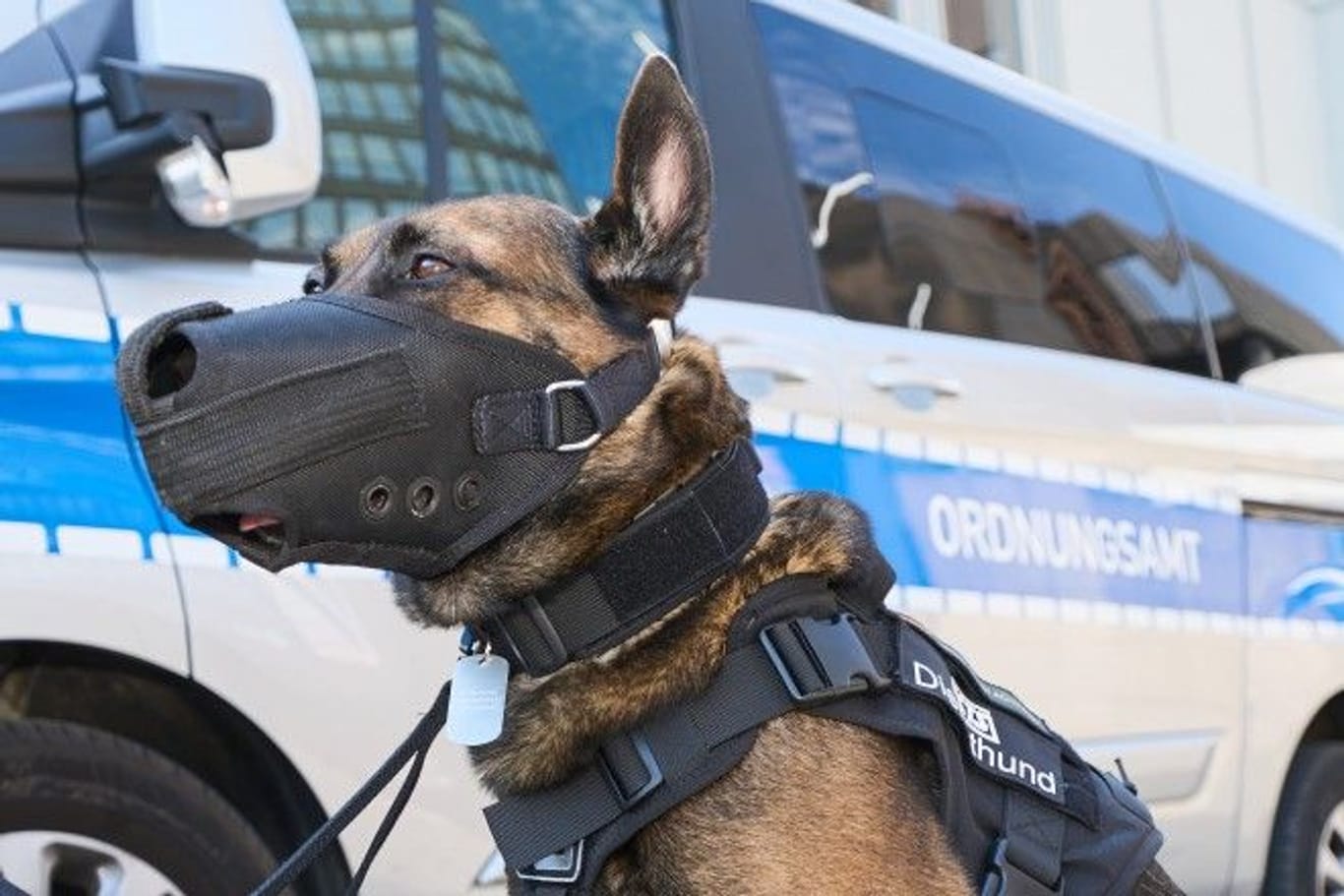 Ein mit Maulkorb ausgestatteter Diensthund soll wird zwei Wochen lang die Teams vom kommunalen Ordnungsdienst begleiten.