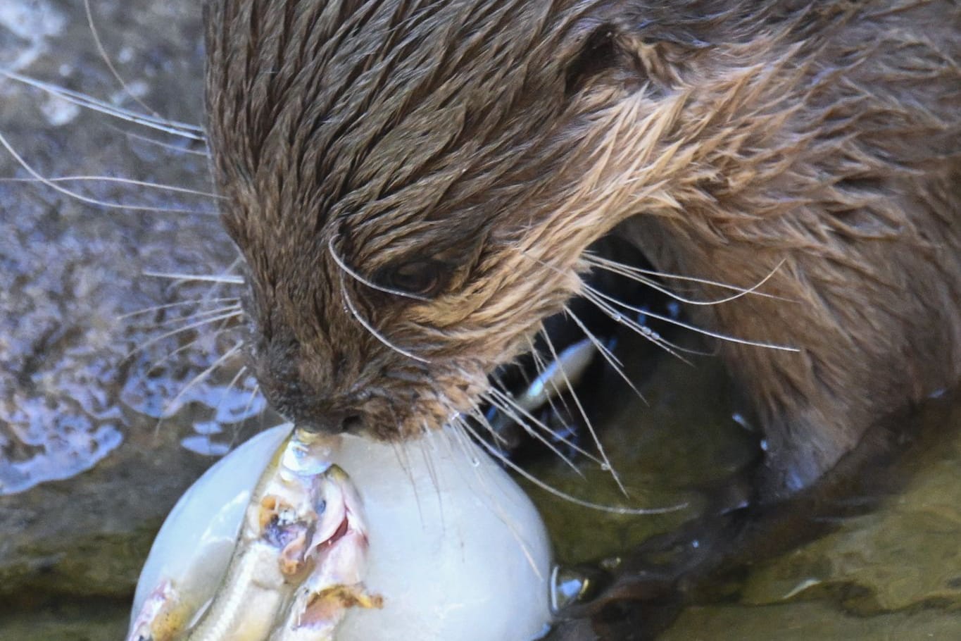 Otter mit Fisch-Eiskugel