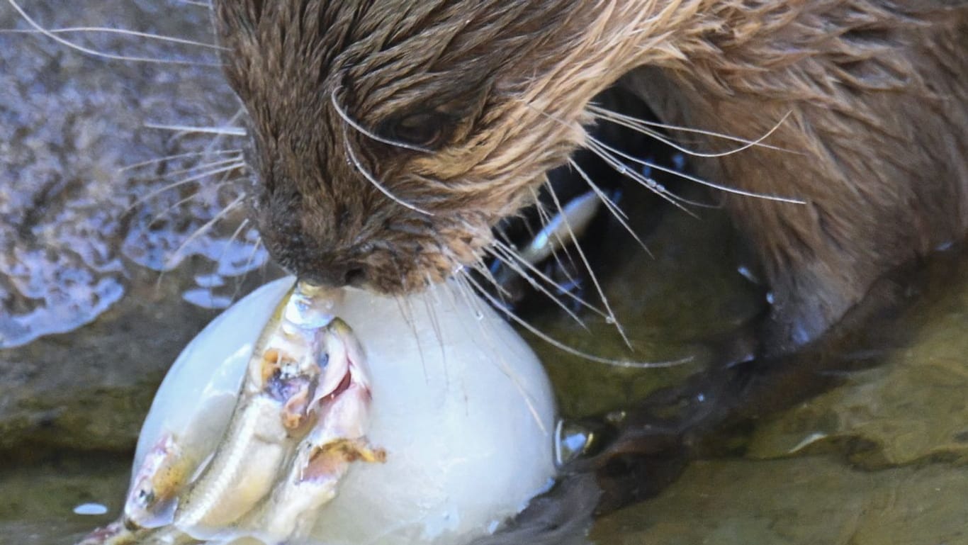 Otter mit Fisch-Eiskugel