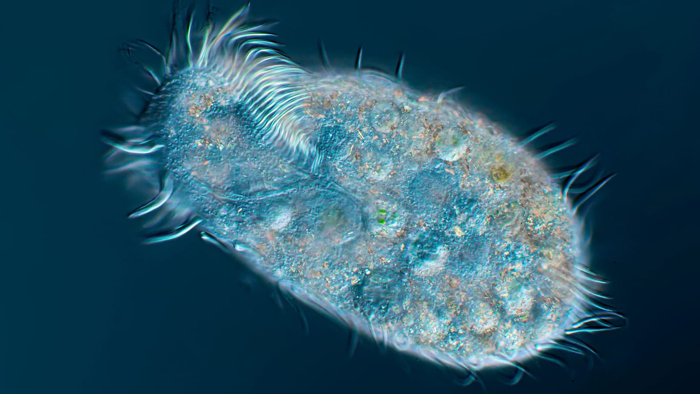 Wimpertierchen (Archivbild): Die winzigen Parasiten lassen die Seeigel zu Knochen zerfallen.