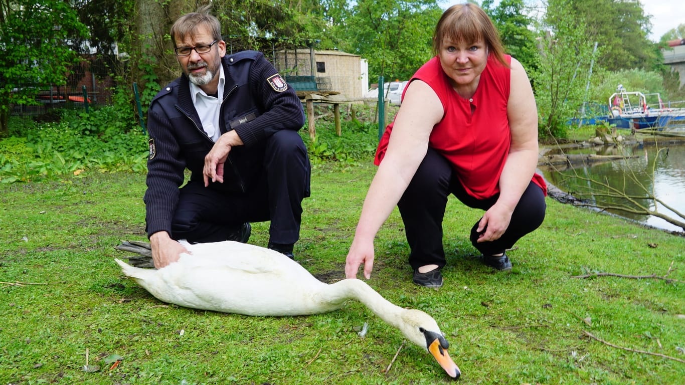 Schwan "Benni" wurde in Hannover verletzt aufgefunden: Der Schwan hat nur noch einen Flügel. Jetzt darf er in Hamburg leben.