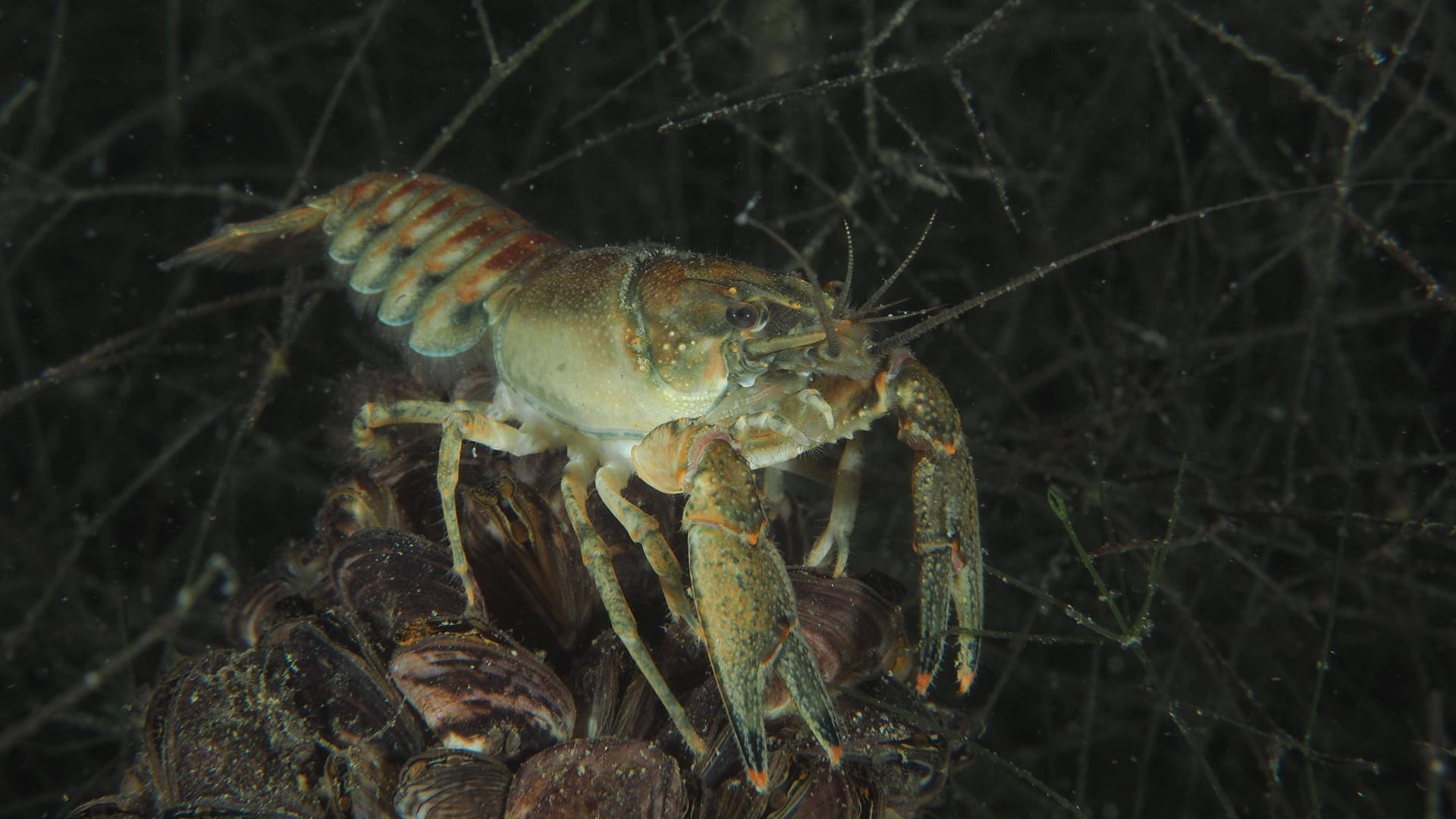 Der Kamberkrebs (Faxonius limosus) wird bis zu 13 Zentimeter lang.