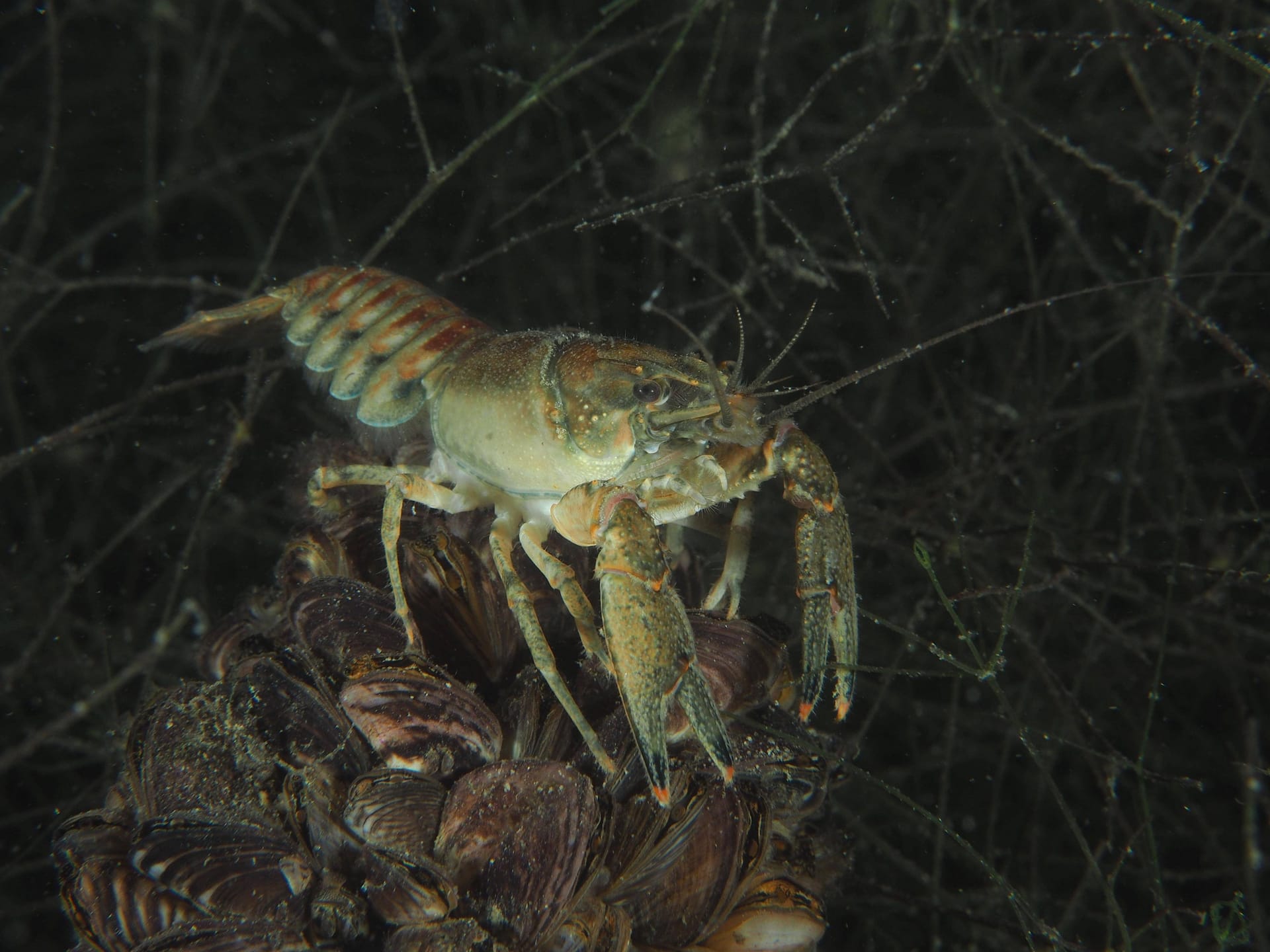 Der Kamberkrebs (Faxonius limosus) wird bis zu 13 Zentimeter lang.