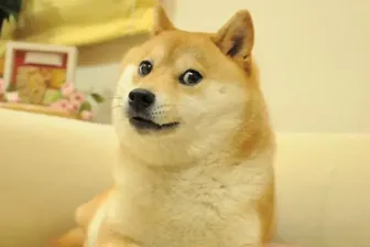 Kabosu, einer der berühmtesten Hunde des Internets, ist tot. Sie wurde 18 Jahre alt.