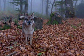 Ein Tschechoslowakischer Wolfshund (Symbolbild): Die Hunde sind nicht für Familien geeignet.