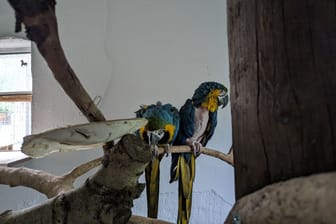 Zwei Ara-Papageie im Kobelt-Zoo in Frankfurt: Eine außergewöhnliche Liebesgeschichte