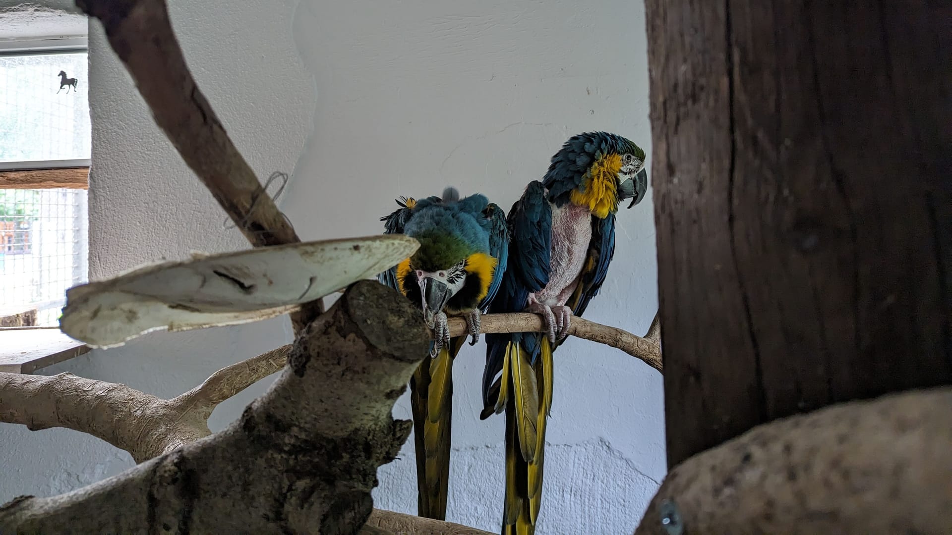 Zwei Ara-Papageie im Kobelt-Zoo in Frankfurt: Eine außergewöhnliche Liebesgeschichte