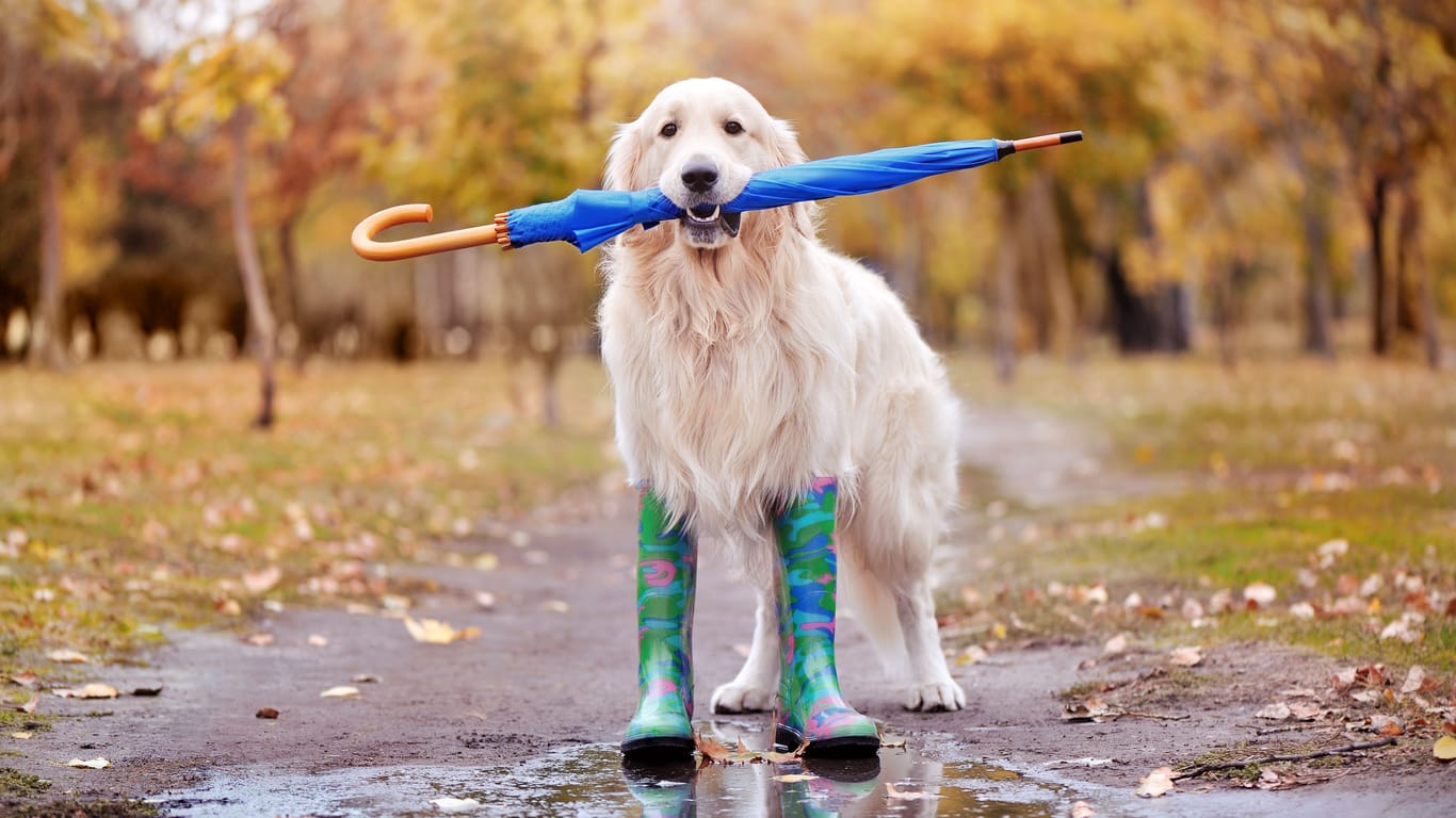 Pretty dog walking with umbrella in teeth