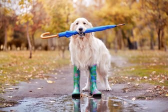 Pretty dog walking with umbrella in teeth