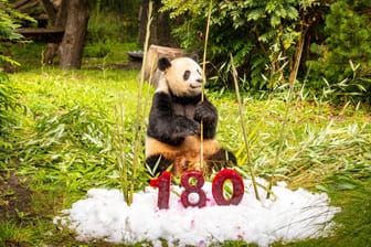 Der Panda Jiao Qing im Zoo Berlin: Zum Auftakt des Jubiläumsjahrs gab es für den Panda eine Eisbombe und Bambus.
