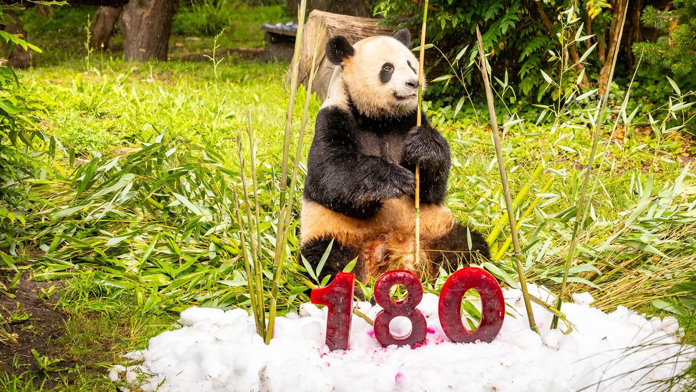 Der Panda Jiao Qing im Zoo Berlin: Zum Auftakt des Jubiläumsjahrs gab es für den Panda eine Eisbombe und Bambus.