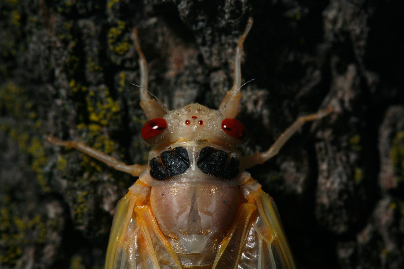 Zikade in den USA (Archivbild): Die großen Insekten treten schwarmweise auf und sind dann auch sehr laut.