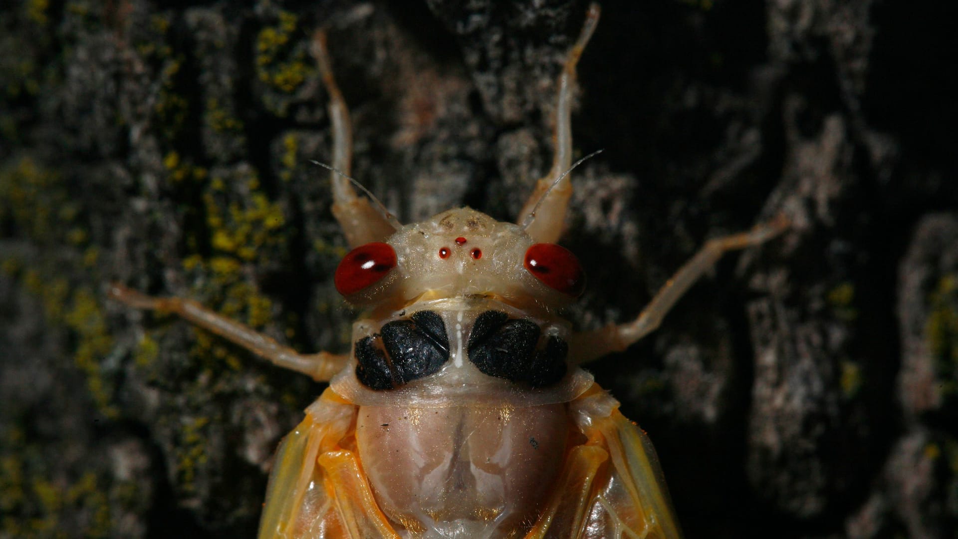 Zikade in den USA (Archivbild): Die großen Insekten treten schwarmweise auf und sind dann auch sehr laut.