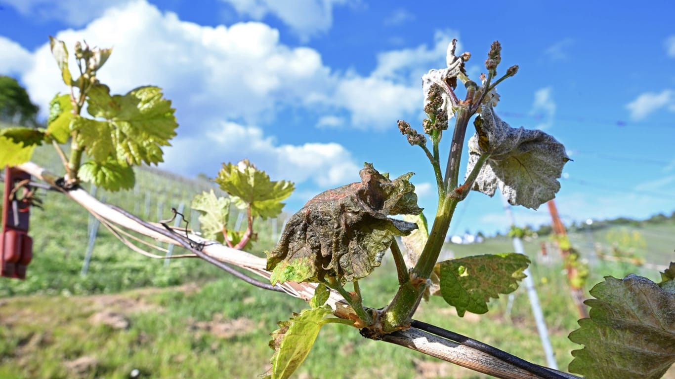 Winzer befürchten Ernteausfälle durch Frost