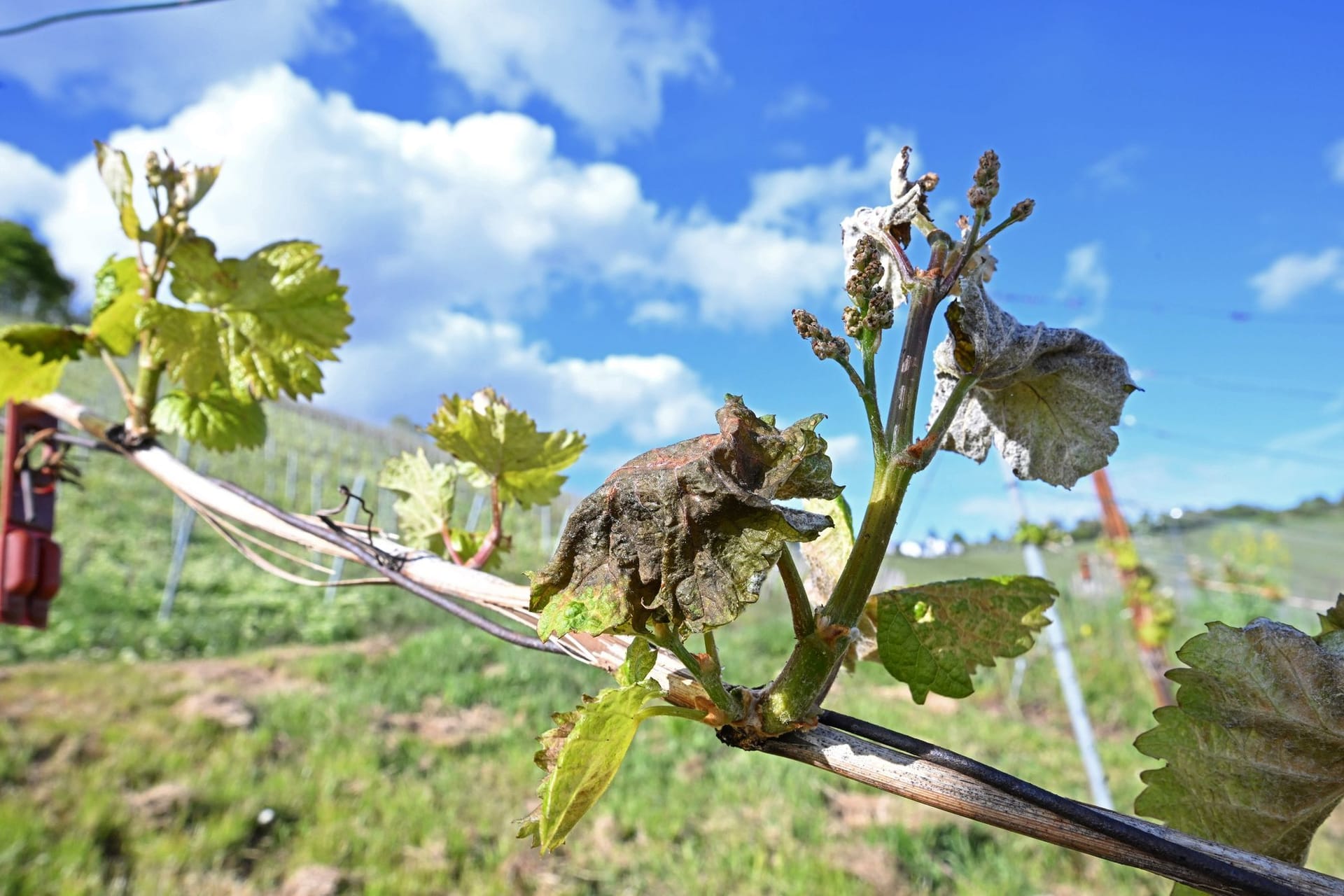 Winzer befürchten Ernteausfälle durch Frost