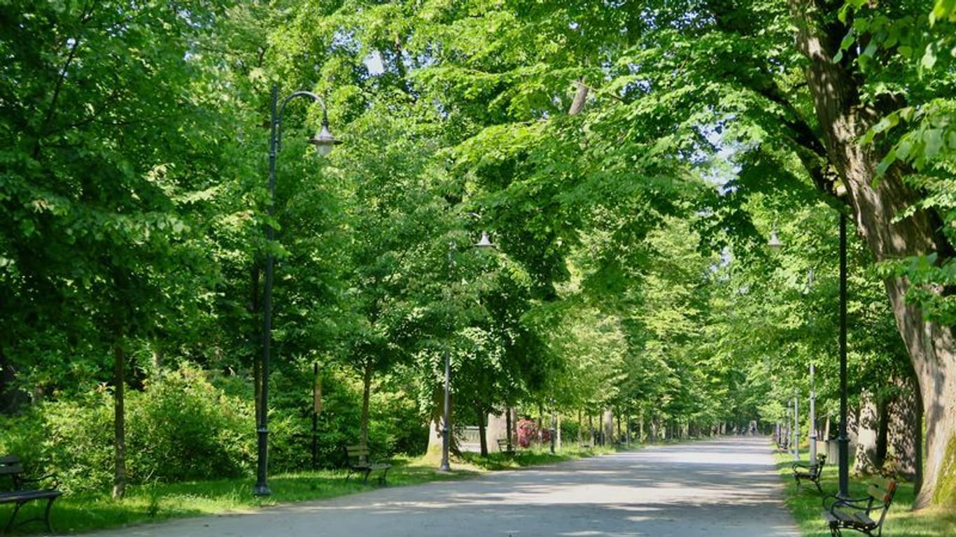Ruhe im Grünen: Diese lange Lindenallee zieht sich durch den Park von Schloss Moschen (Moszna).