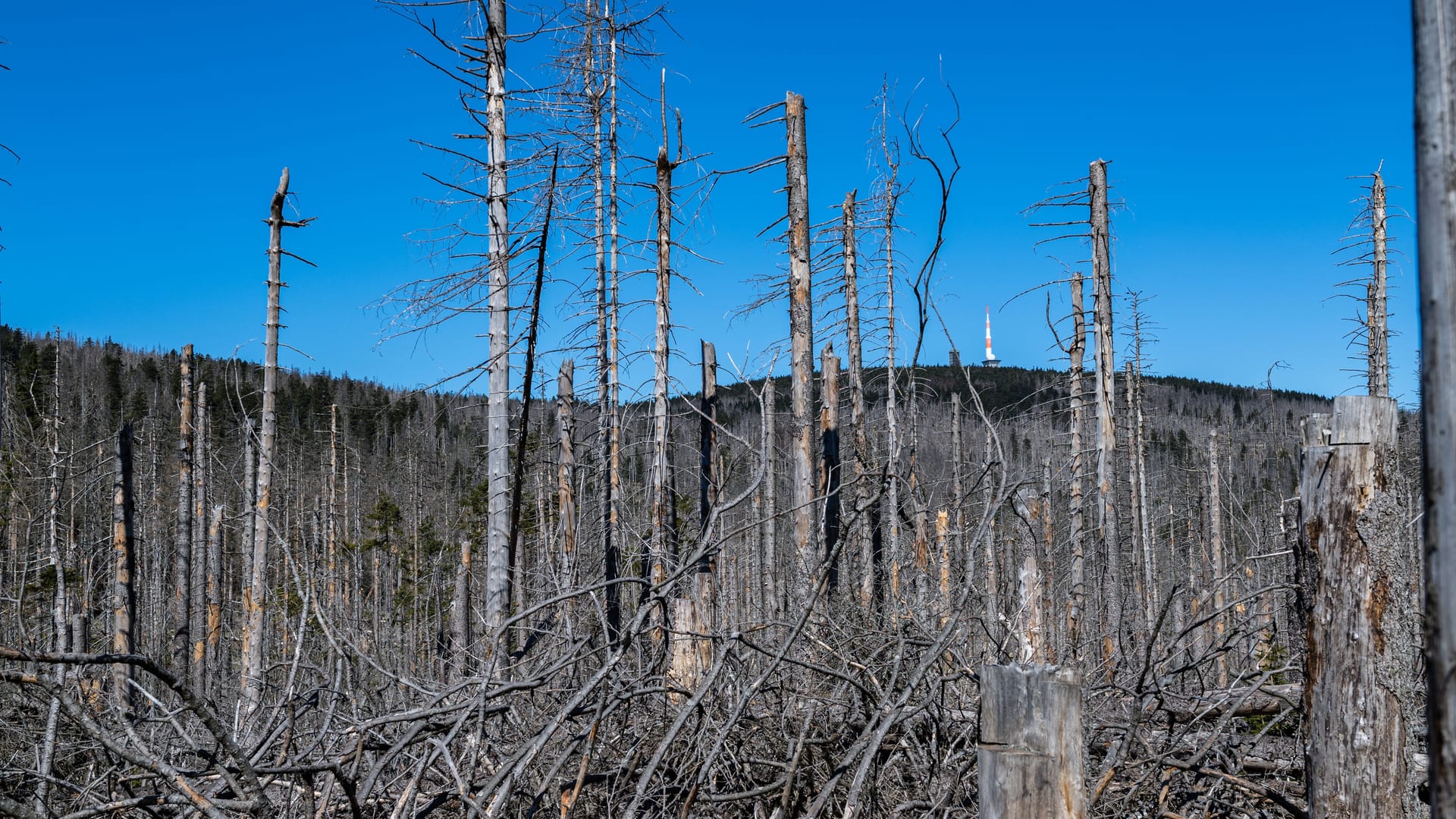 Waldsterben im Harz: Deutschlandweit geht es den Bäumen schlecht.