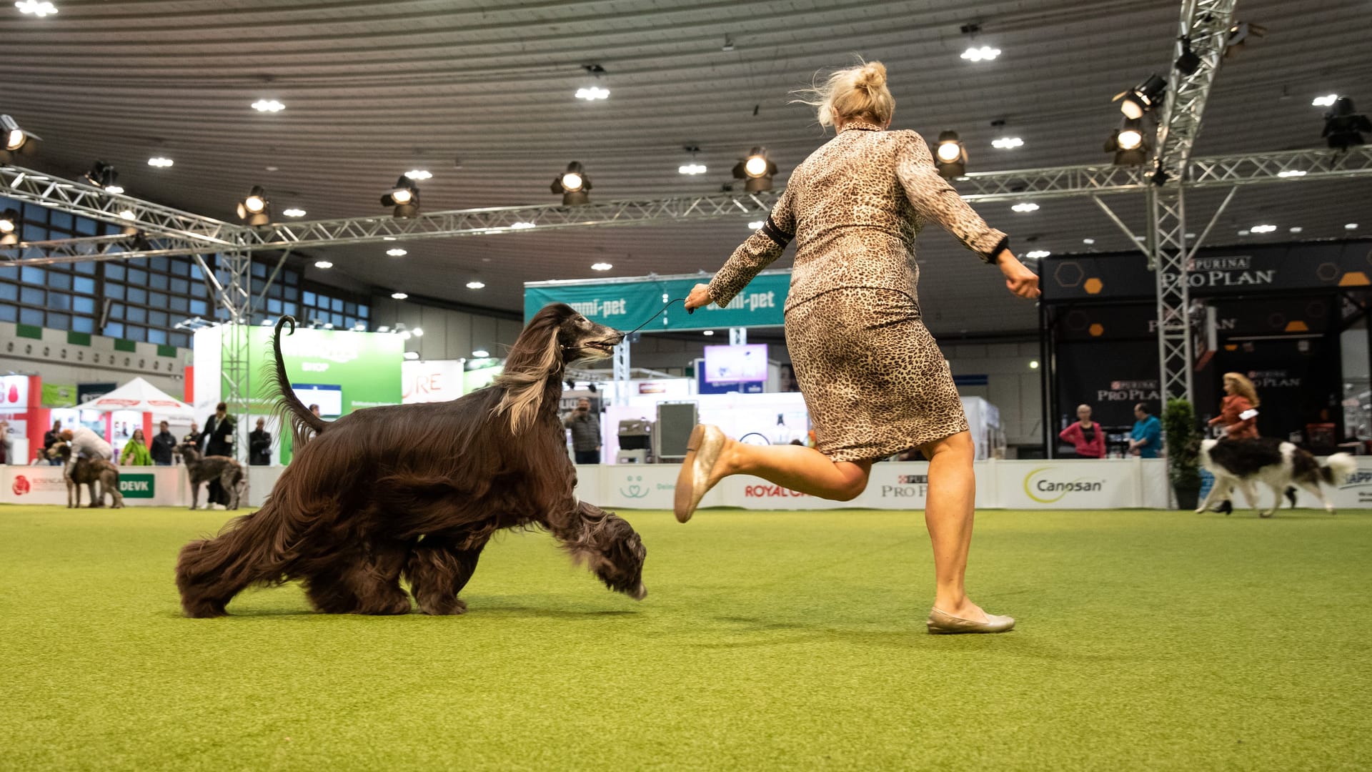 Vorführung eines Hundes in den Westfalenhallen (Archivbild): Mehr als 8.000 Hunde von 270 Rassen werden auf der "Dogs & Fun" präsentiert. Vorführung eines Hundes in den Westfalenhallen (Archivbild): Mehr als 8.000 Hunde von 270 Rassen werden auf der "Dogs & Fun" präsentiert.