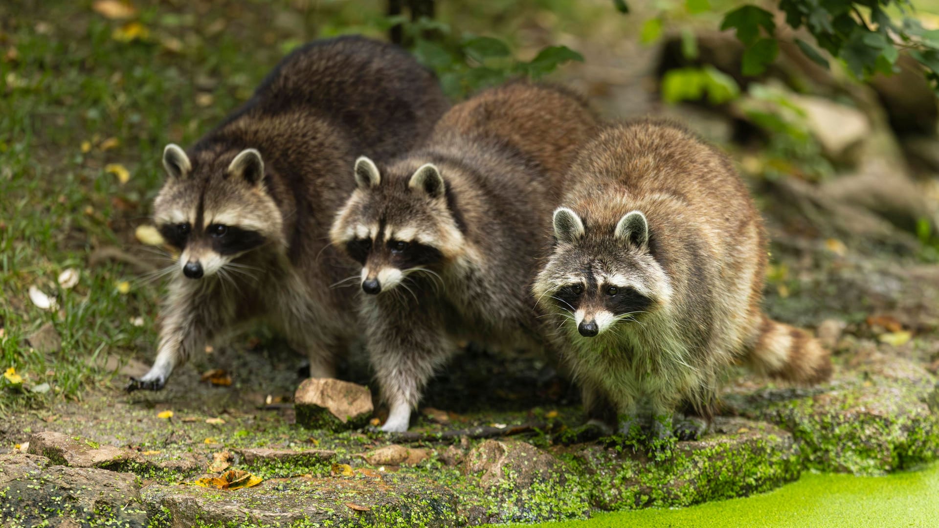 Drei Waschbären (Procyon lotor): Die Tierart gilt als eine der bekanntesten invasiven Arten Deutschlands.