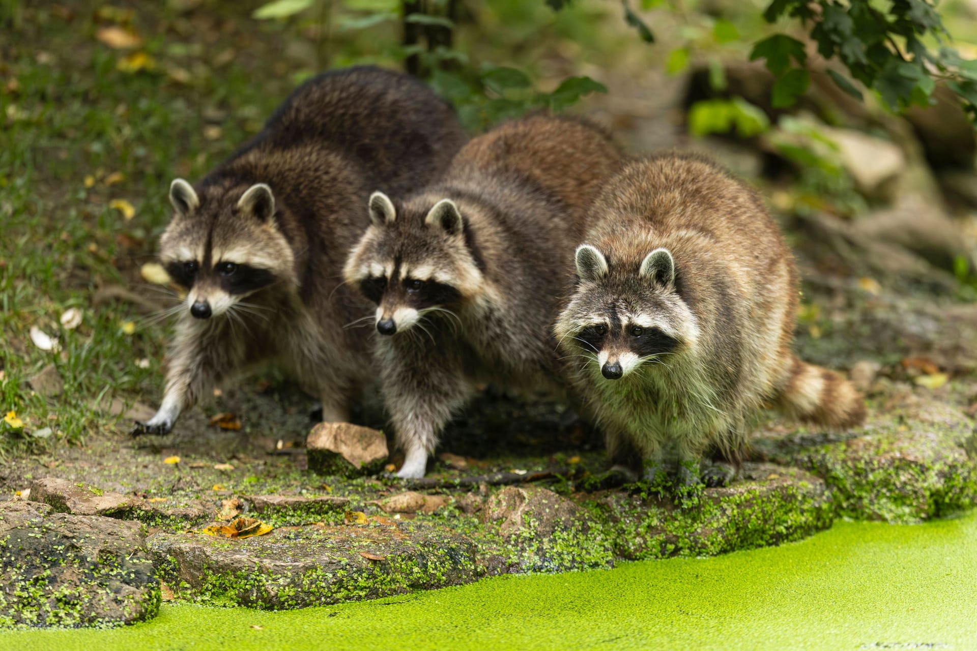 Drei Waschbären (Procyon lotor): Die Tierart gilt als eine der bekanntesten invasiven Arten Deutschlands.