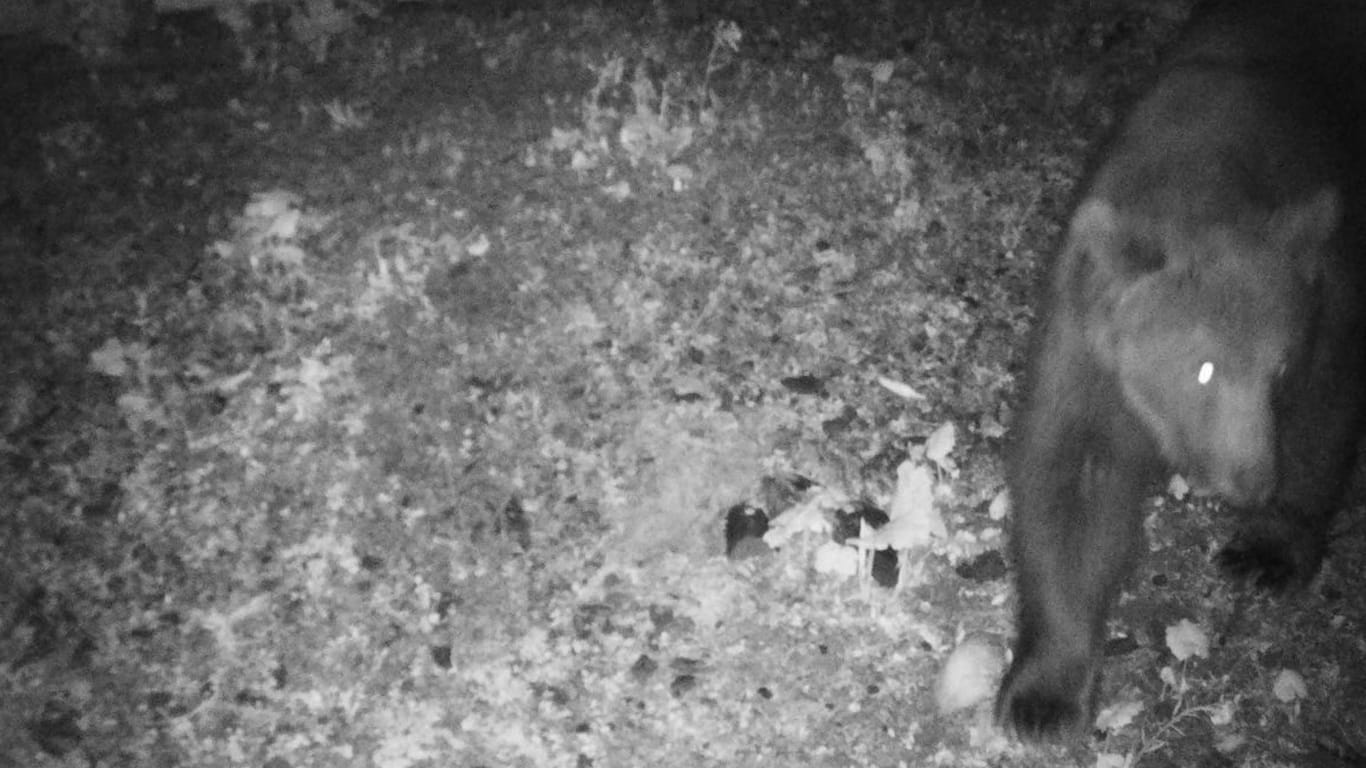 Österreich, Lech: Das Foto der Wildkamera zeigt einen Braunbären, der in der Nacht auf den 22. Mai 2024 im deutsch-österreichischen Grenzgebiet festgestellt wurde.