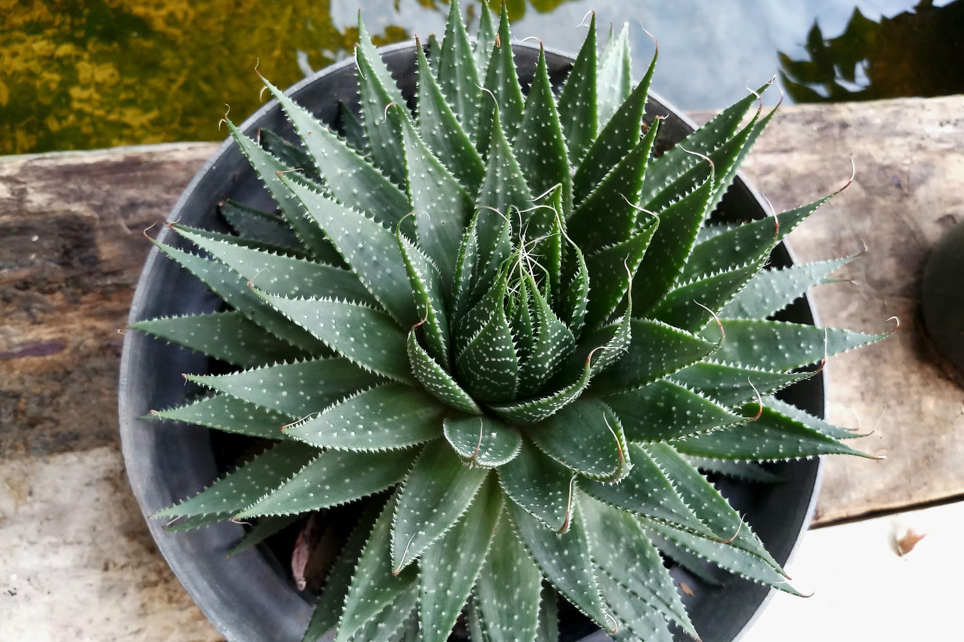 Folgendes sollten Sie über die Grannen-Aloe wissen.