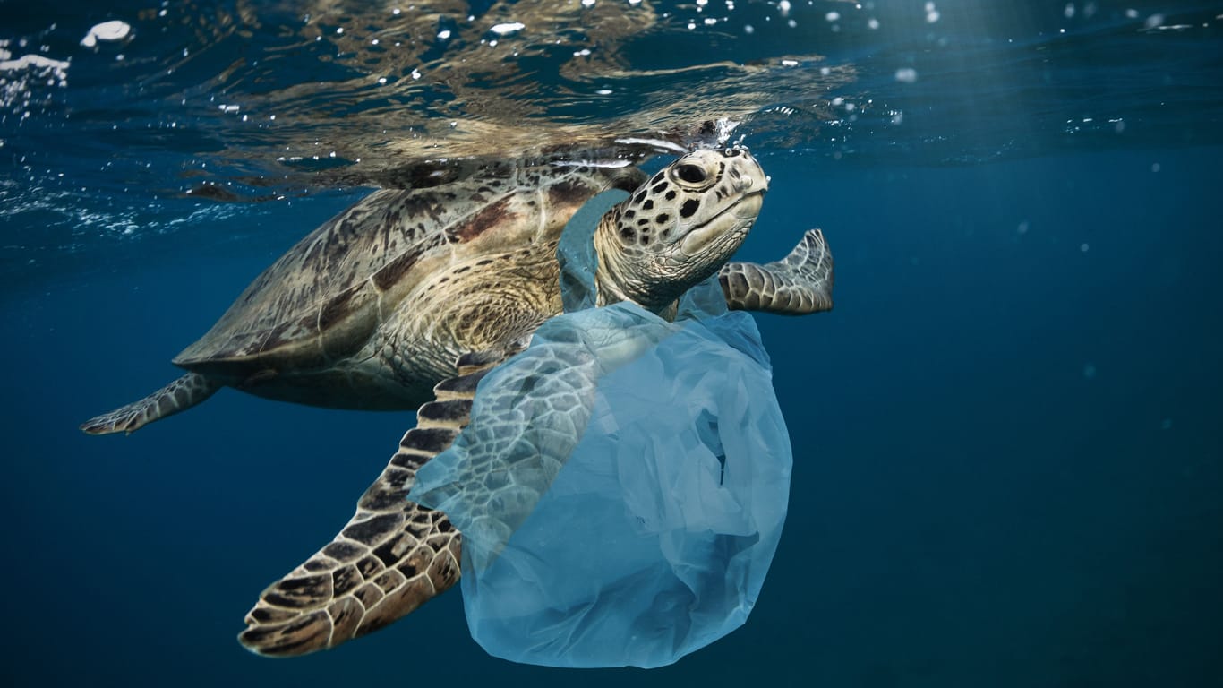 Die Schildkröte geht nicht einkaufen, sondern stirbt in der Plastiktüte (Archivbild): Der globale Müll gelangt in die Meere.