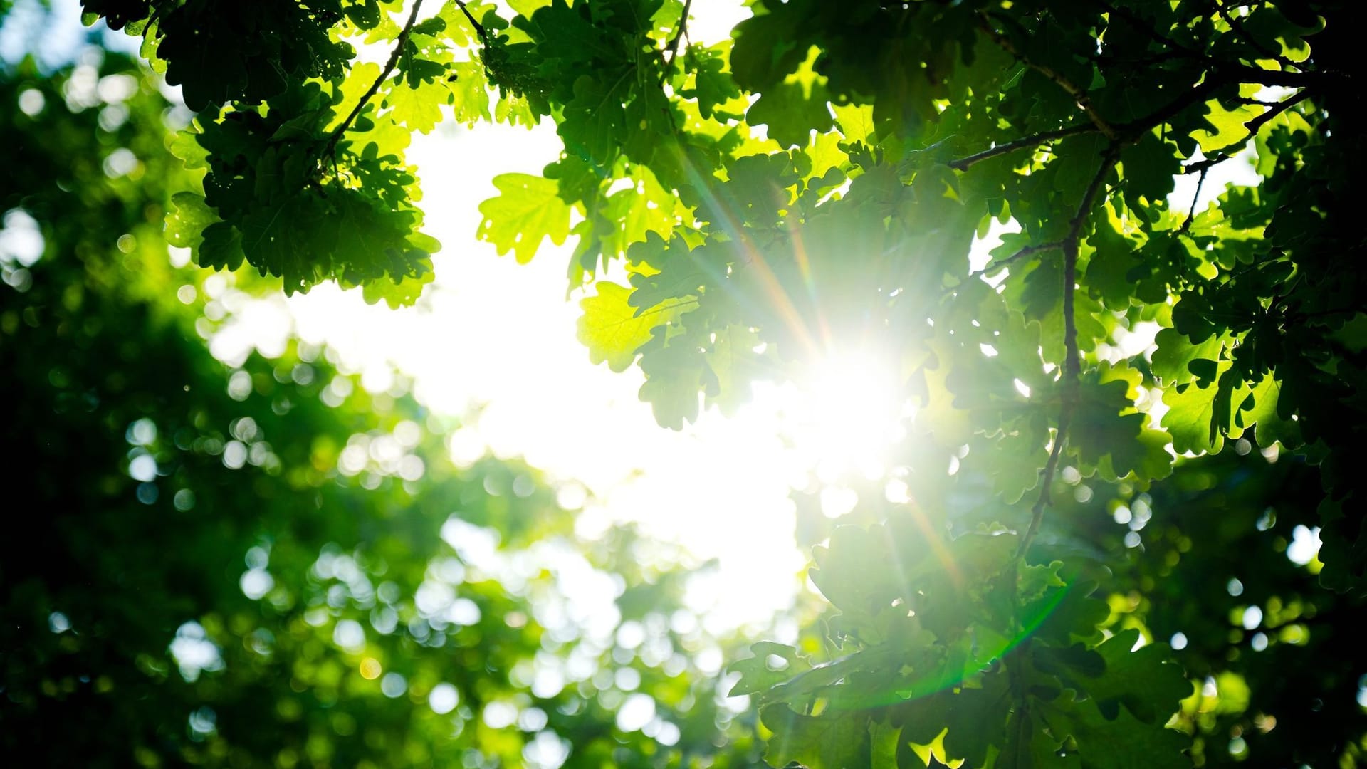 Sonnenschein Sonnenschein