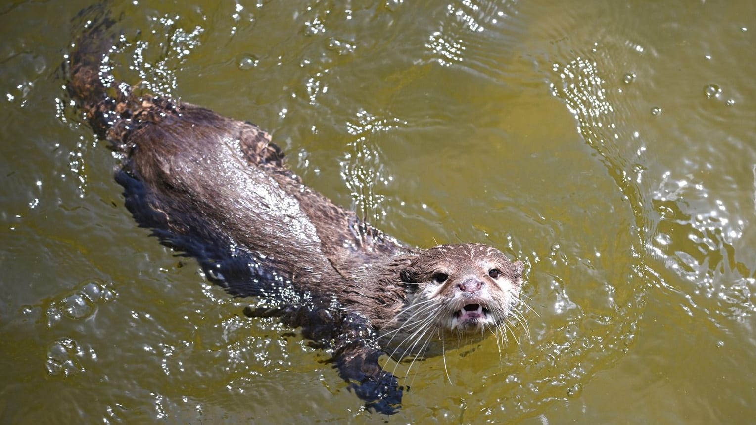 Otter