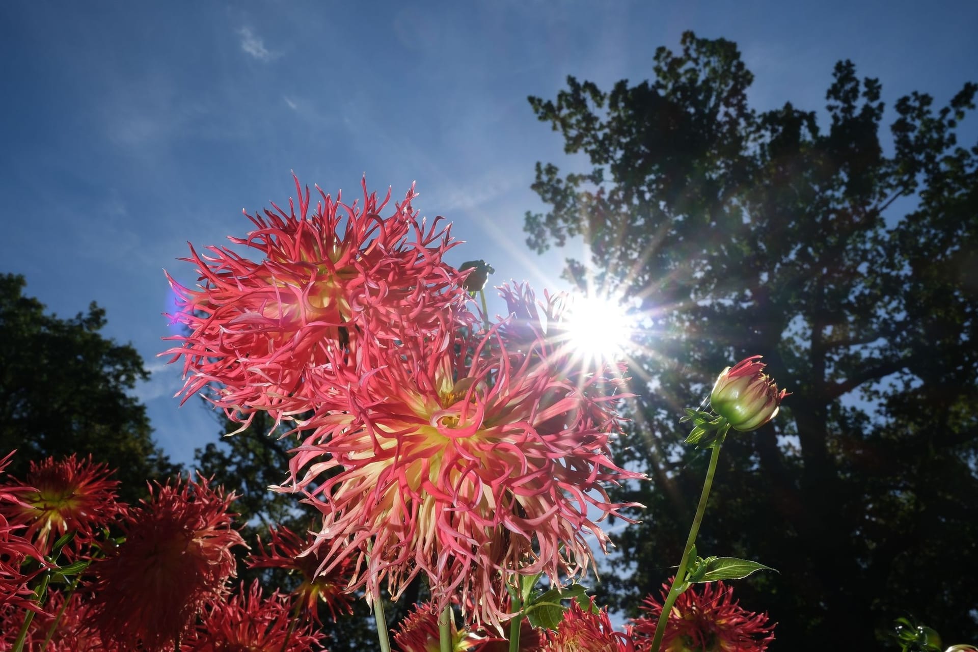 Blühende Dahlien bei strahlendem Sonnenschein