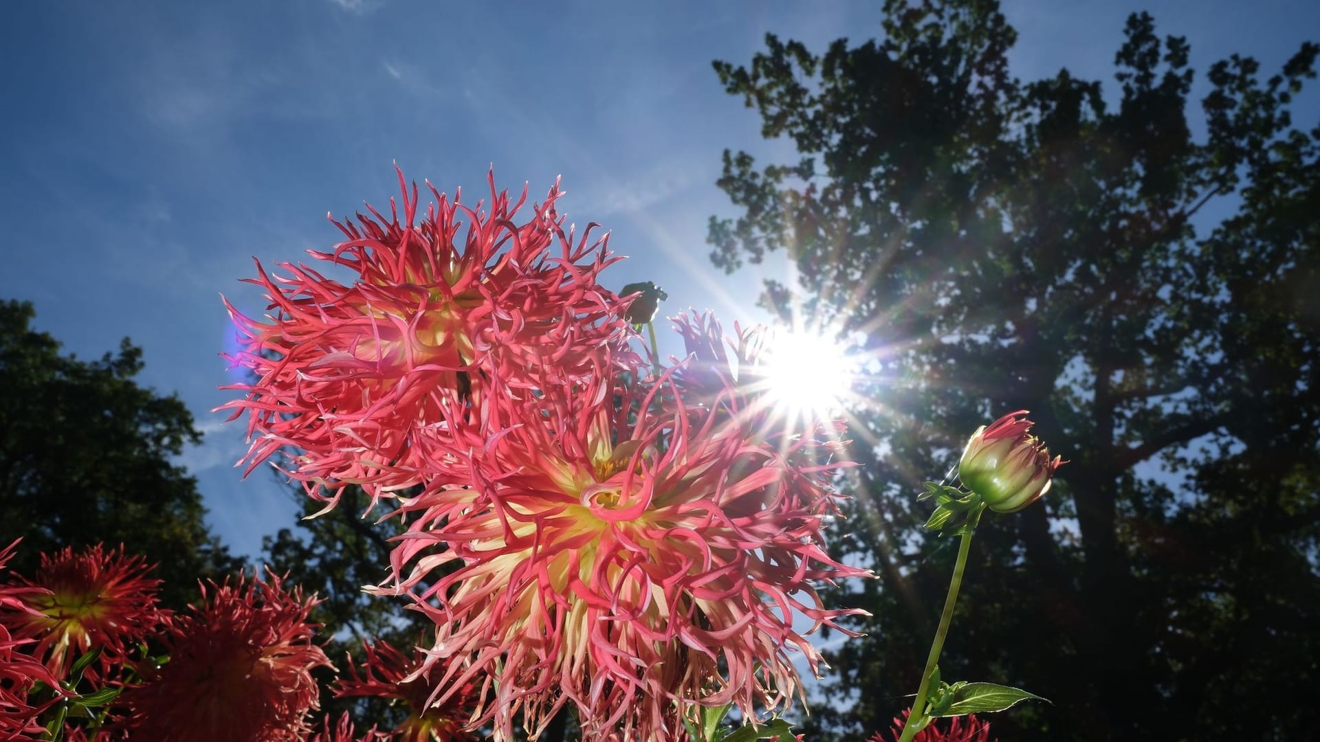 Blühende Dahlien bei strahlendem Sonnenschein