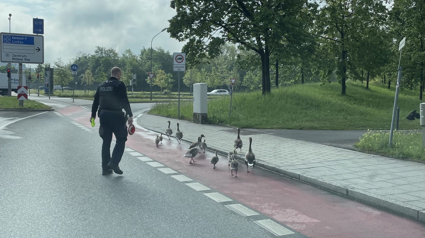 Die Polizei geleitete die Tiere unbeschadet über die Schnellstraße.
