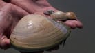 Ein Sammler hält Muscheln in den Händen (Symbolbild): Die Muscheln dürfen erst ab einer bestimmten Größe gesammelt werden.