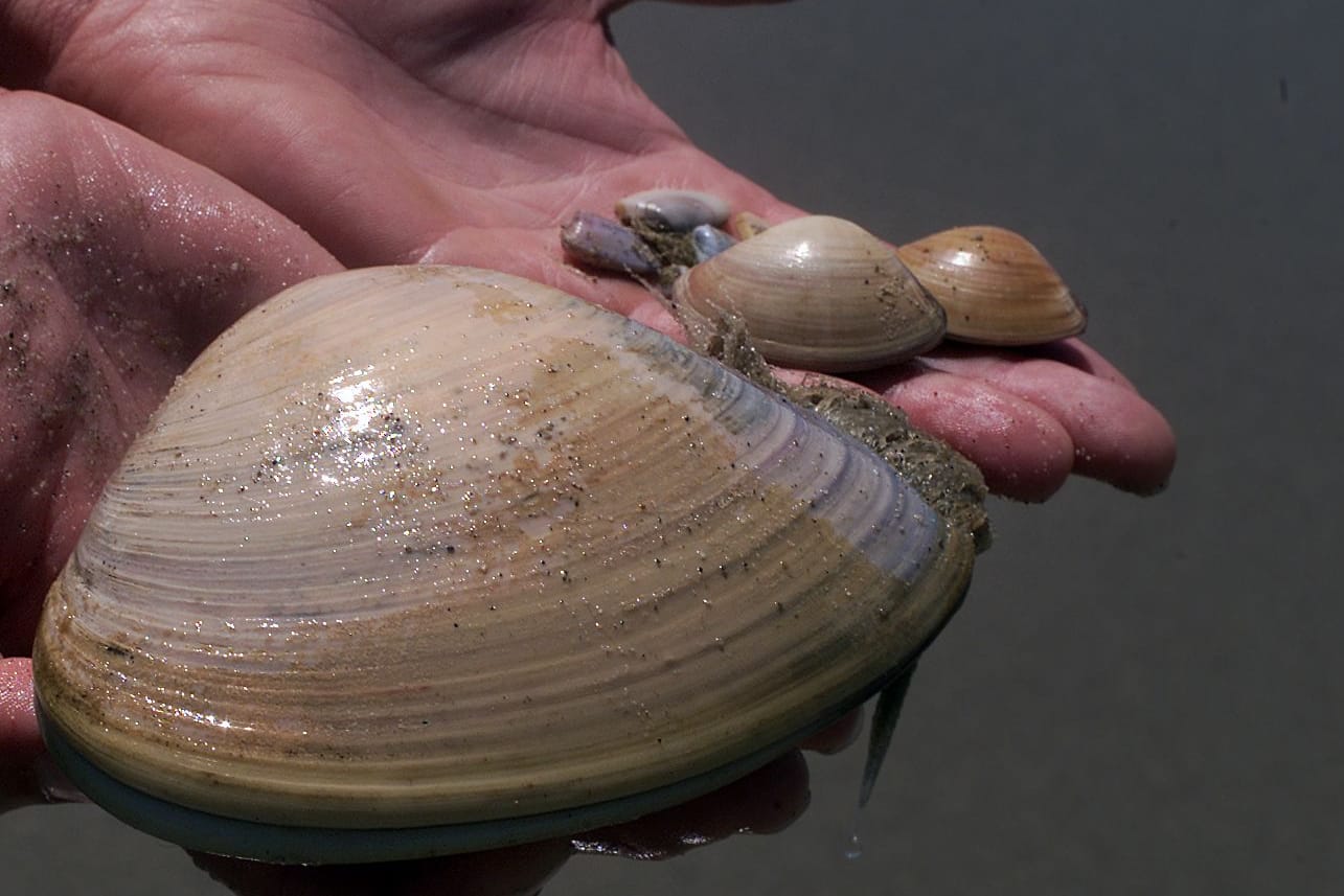 Ein Sammler hält Muscheln in den Händen (Symbolbild): Die Muscheln dürfen erst ab einer bestimmten Größe gesammelt werden.