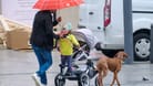 Familie mit Hund geht im Regen spazieren (Symbolbild): In den kommenden Tagen sollten Menschen in Hamburg besser einen Regenschirm dabei haben.