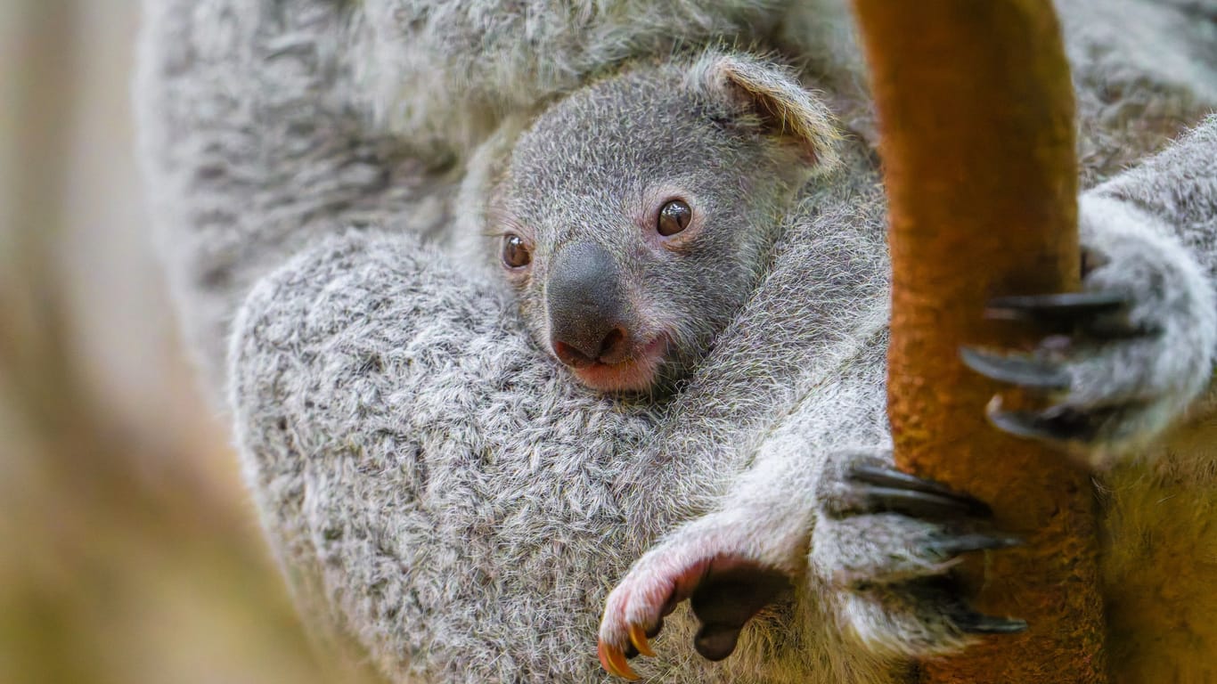 Das jüngste Koalajungtier im Duisburger Zoo ist etwa 217 Tage alt und traut sich immer häufiger aus dem Beutel seiner Mutter.