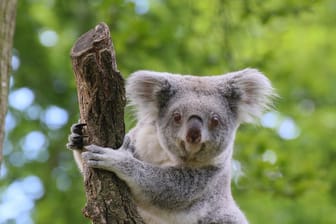 Ein Koala im Duisburger Zoo (Archivbild): Die Beuteltiere werden seit Jahrzehnten im Ruhrgebiet gehalten und erfolgreich gezüchtet.