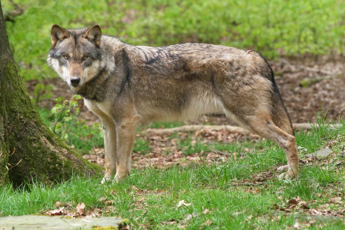 Ein Europäischer Grauwolf (Symbolbild): In Elsfleth kam das Tier besonders nahe.