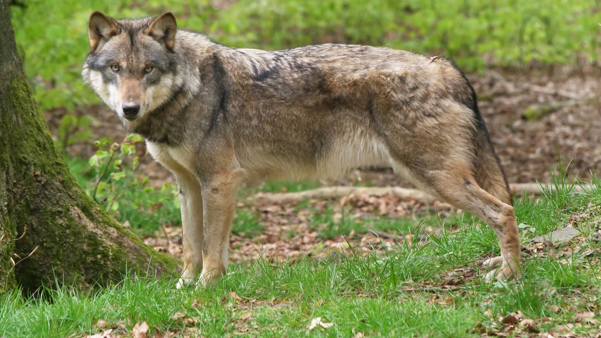 Ein Europäischer Grauwolf (Symbolbild): In Elsfleth kam das Tier besonders nahe.