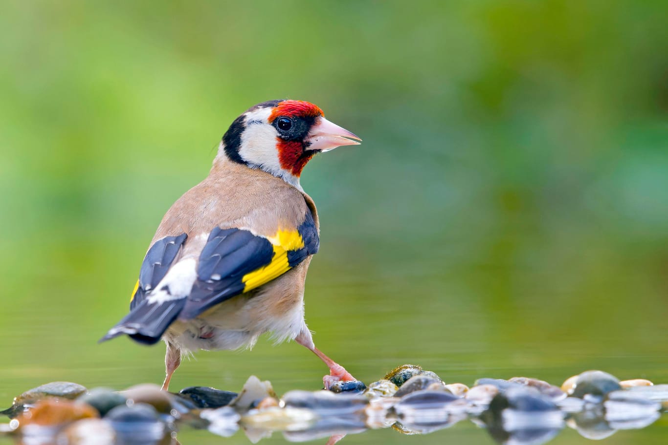 Vogel-Quiz: Erkennen Sie unsere heimischen Arten? Beweisen Sie Ihr Wissen hier kostenlos.