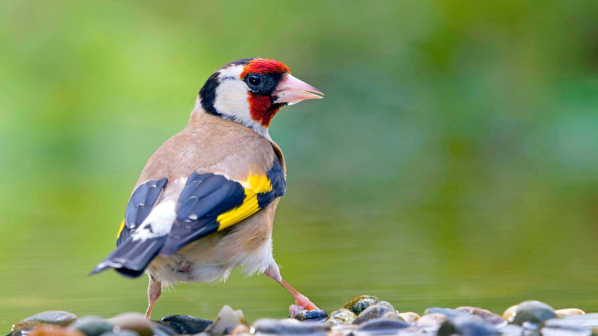 Vogel-Quiz: Erkennen Sie unsere heimischen Arten? Beweisen Sie Ihr Wissen hier kostenlos.