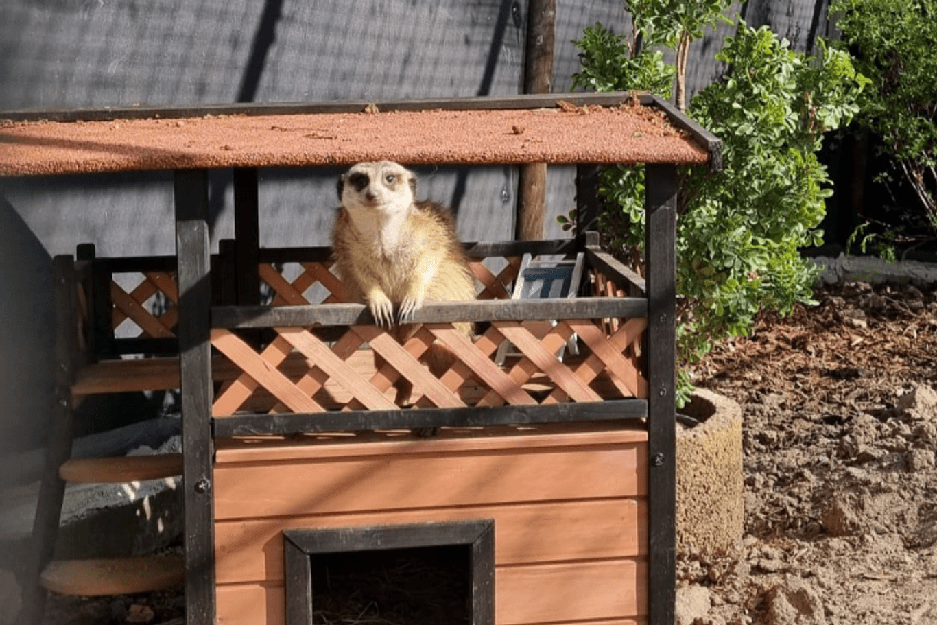 Erdmännchen schaut in die Kamera: Der Kobelt Zoo in Frankfurt hat auch an Christi Himmelfahrt und Pfingsten geöffnet.