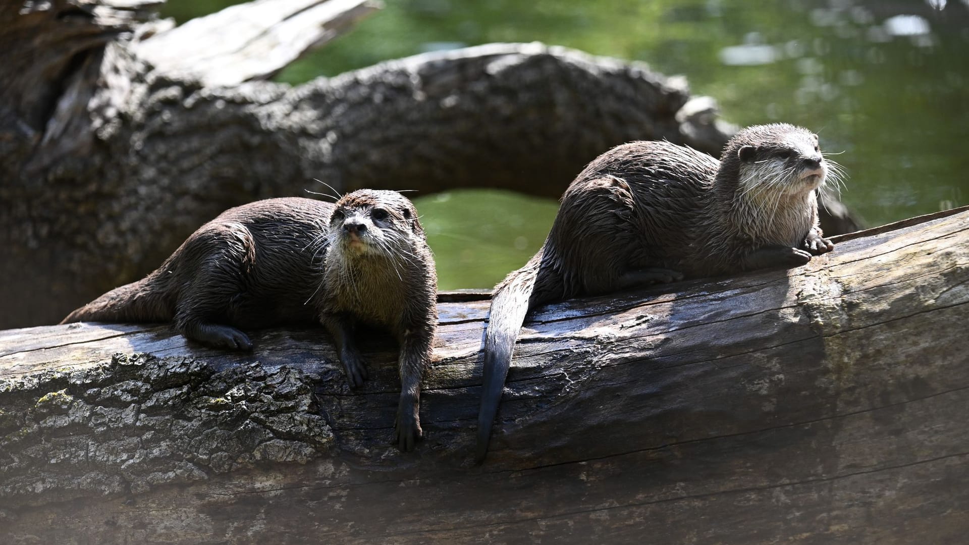 Otter