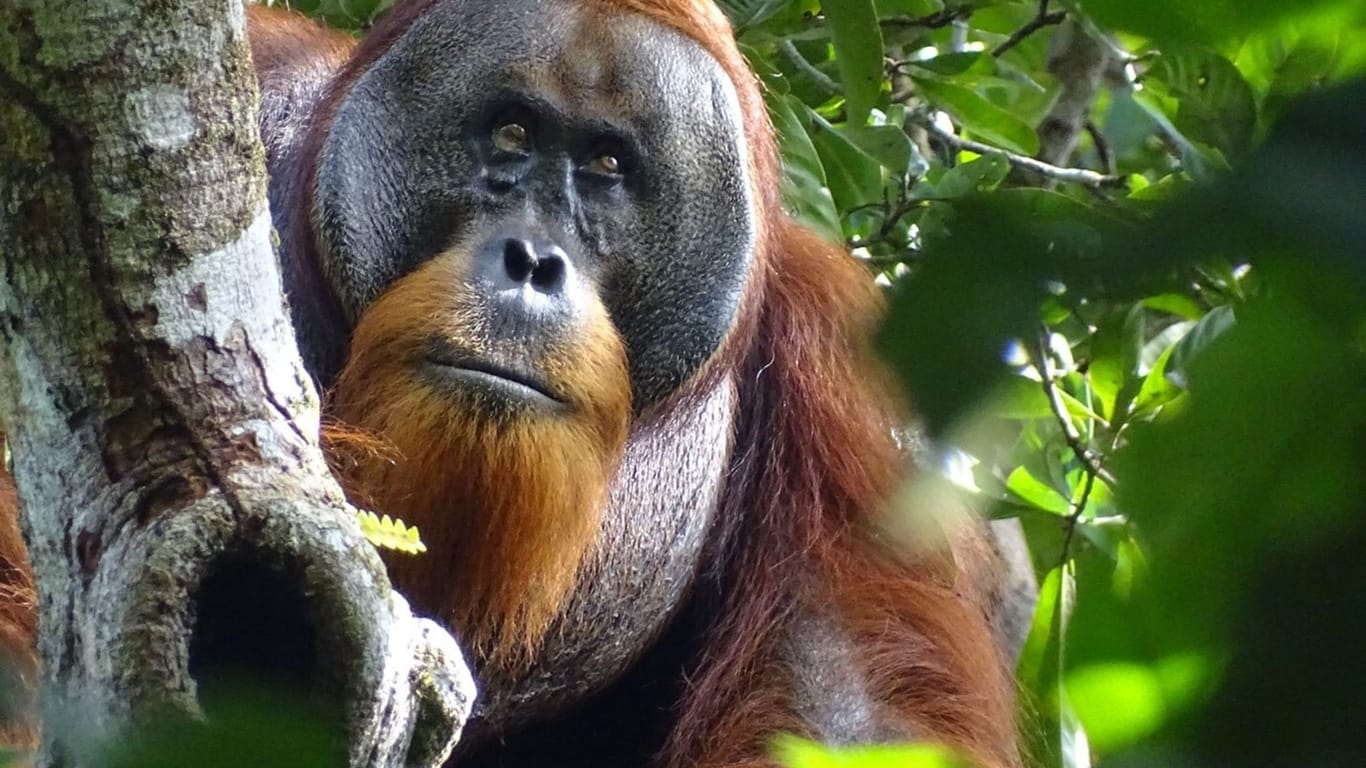 Zwei Monate nach der Selbstbehandlung war die Wunde beim Orang-Utan Rakus kaum noch sichtbar.