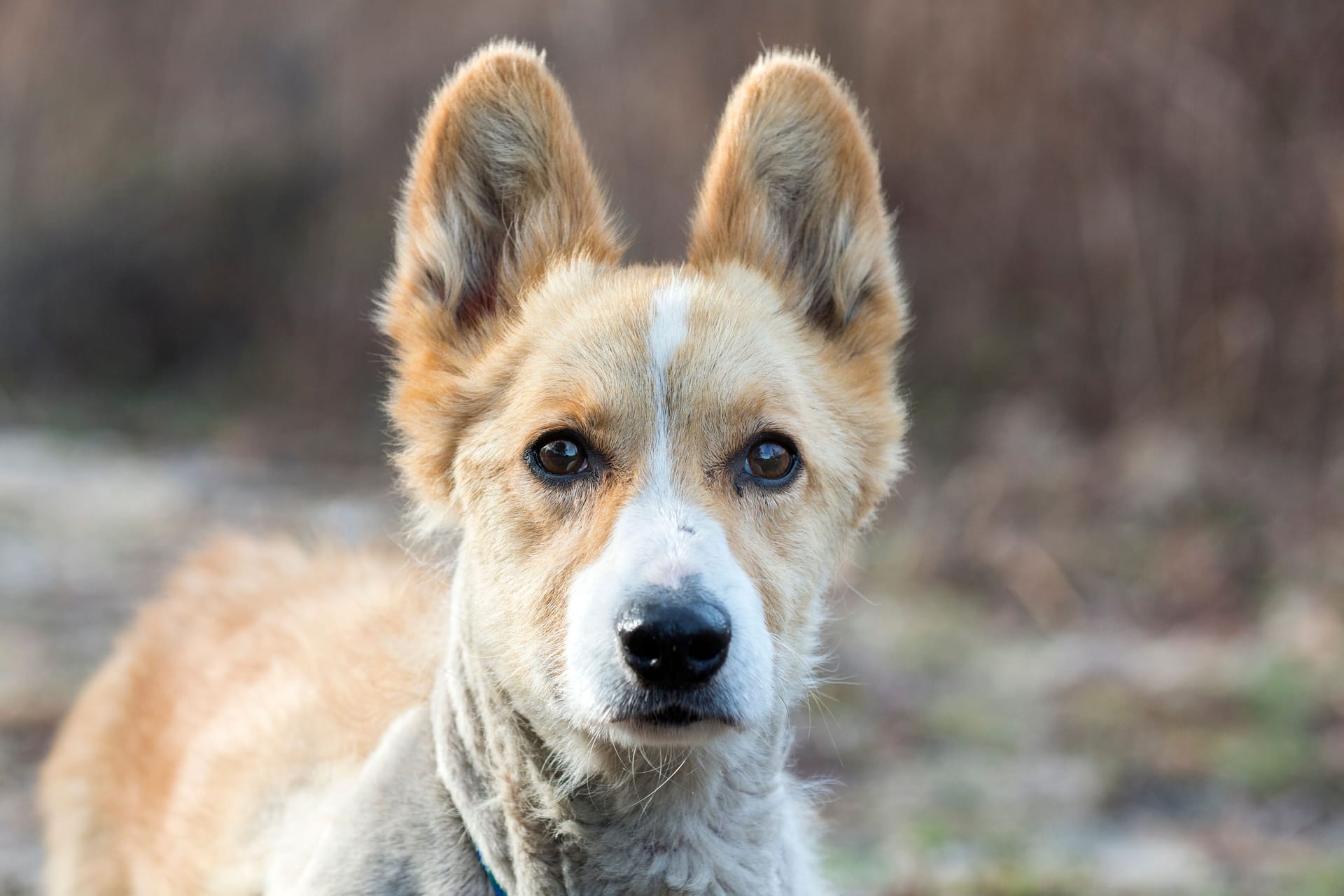 Ein Corgimix (Symbolbild): In Hannover sucht Corgi-Mix-Dame Lilly ein neues Zuhause.